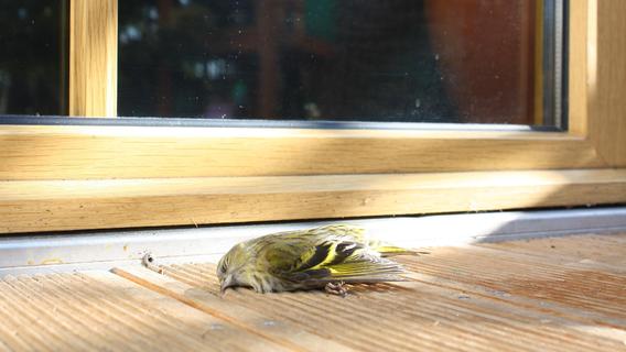 Über 100 Millionen Tiere pro Jahr: So können Sie Vögel vor dem Tod an der Fensterscheibe schützen