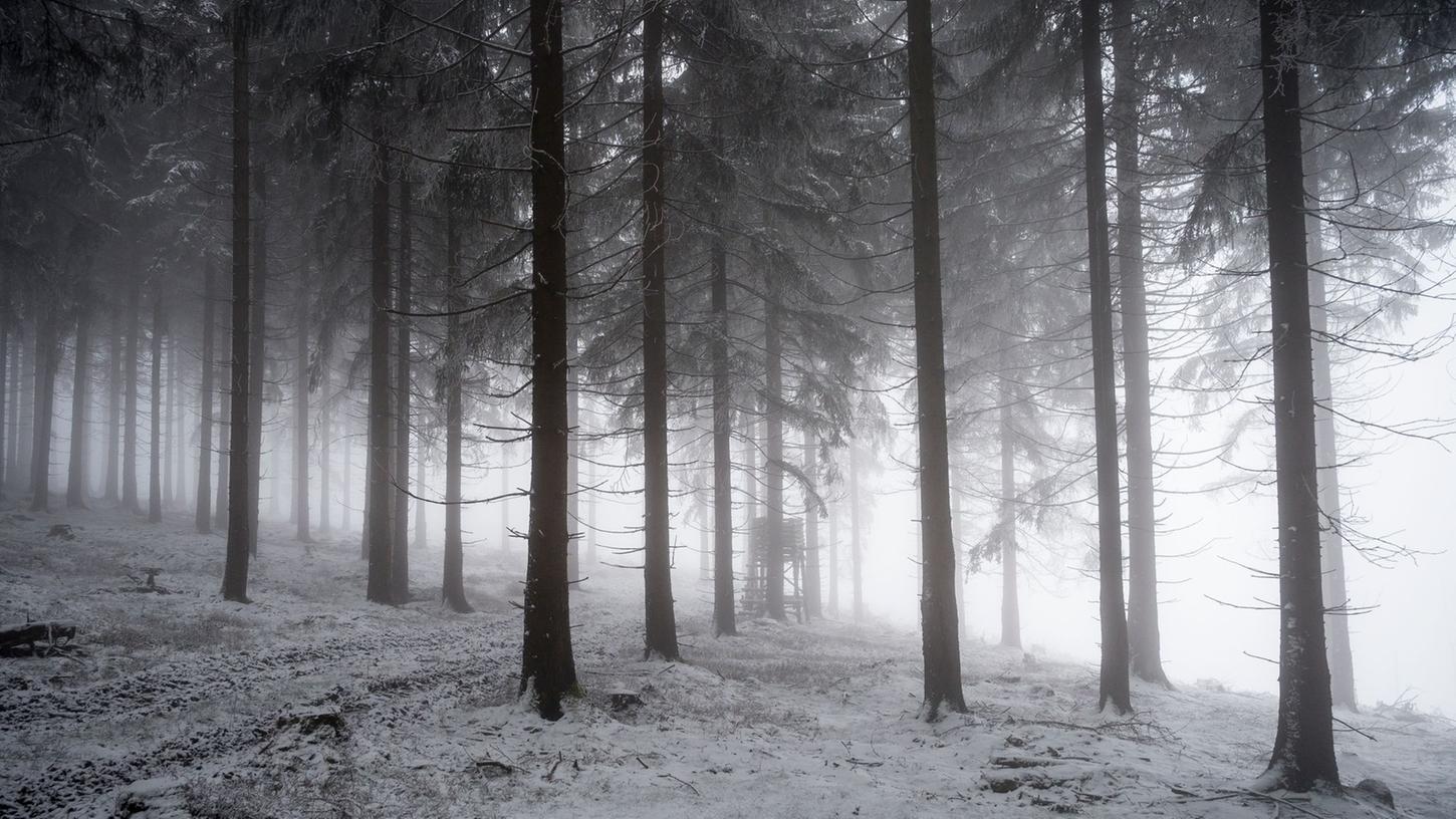 Licht durchflutet den nebeligen Wald.