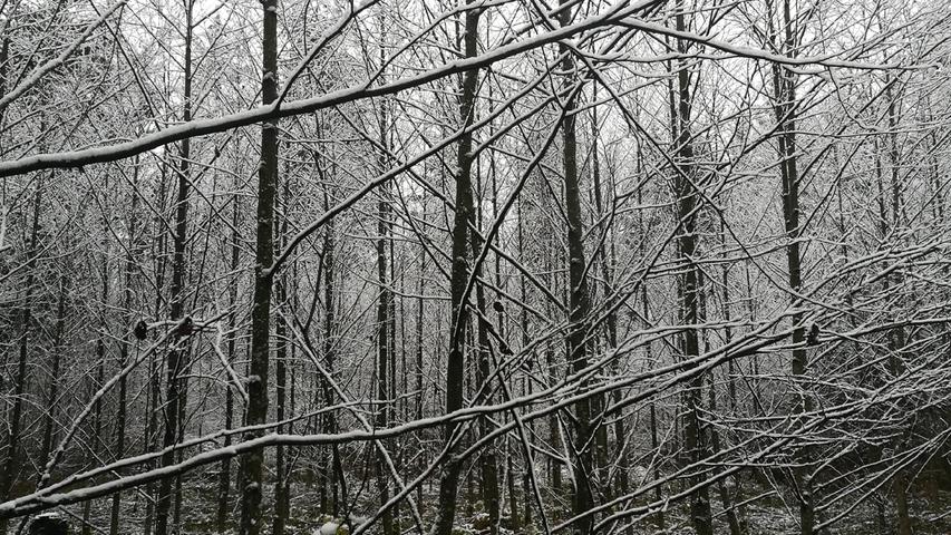 Es ist immer wieder faszinierend, wie im verschneiten Wald "abstrakte" Kunstwerke in Schwarz-Weiß entstehen. Mehr Leserfotos und Leserbriefe finden Sie hier.