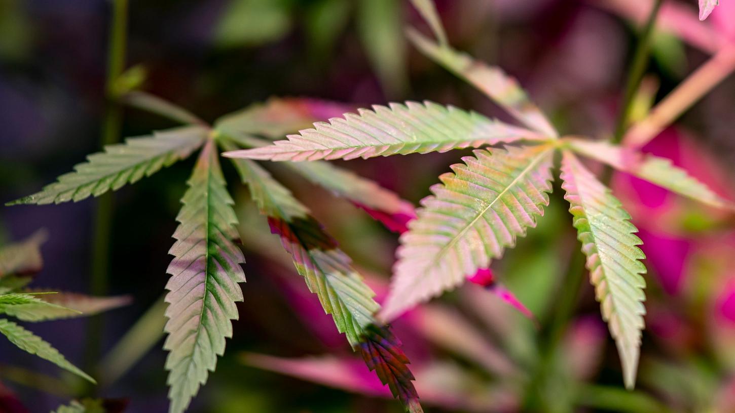 Die Cannabis Pflanze gehört zu den Hanfgewächsen.