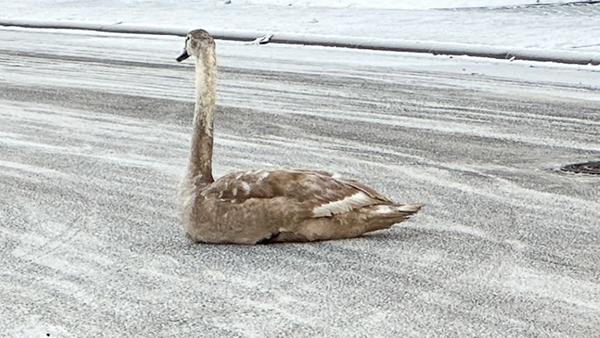 Feuerwehr rettet Jungschwan von Straße