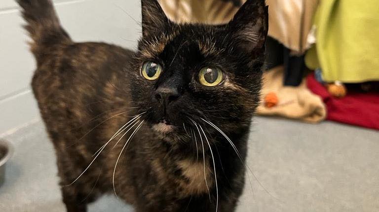 Katze Rosi sucht dringend ein Zuhause für ihren Lebensabend. Katze Rosi sucht dringend ein Zuhause für ihren Lebensabend.