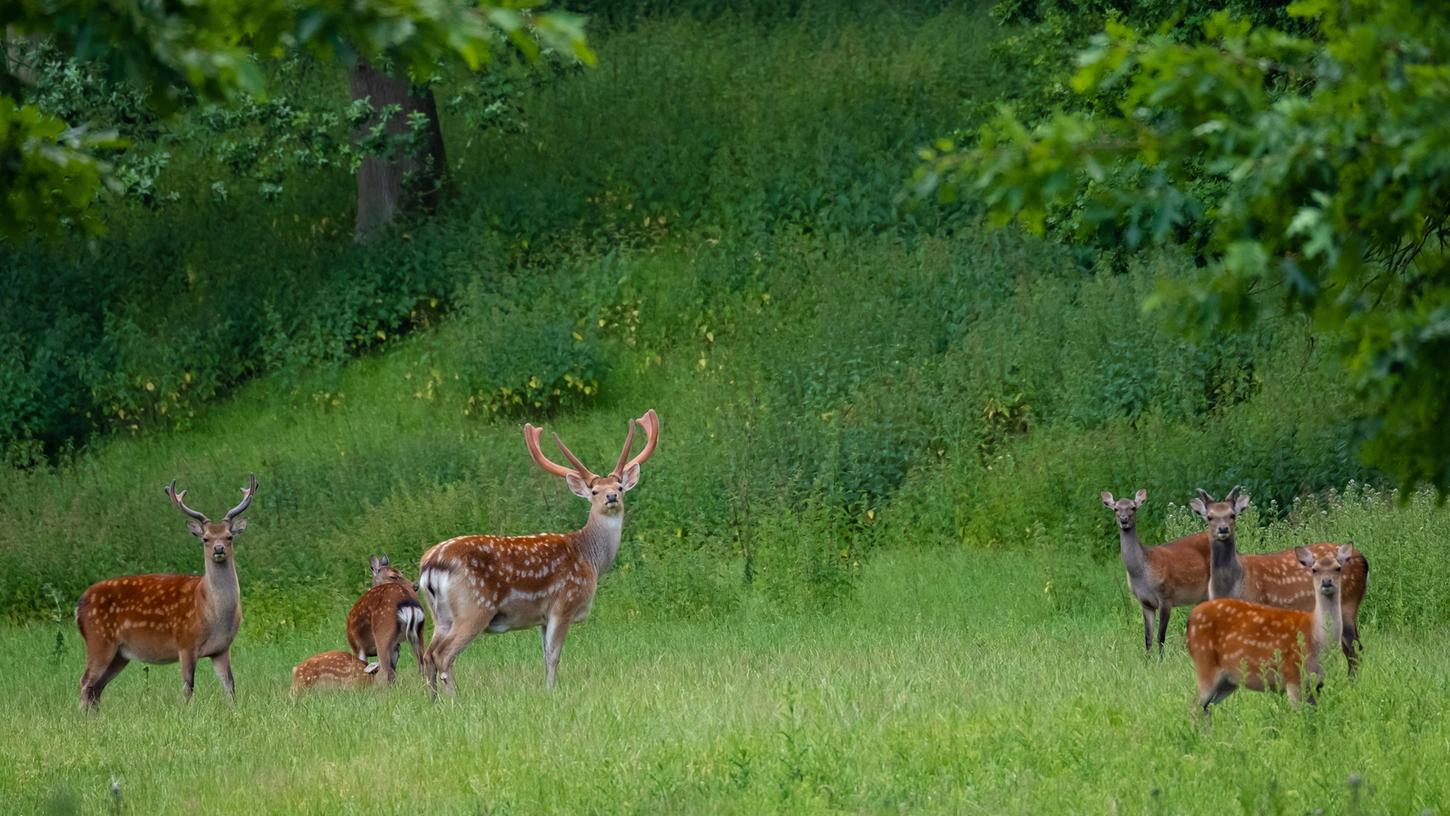 Das Sika-Wild ist seit einigen Wochen im Landkreis Ansbach unterwegs.