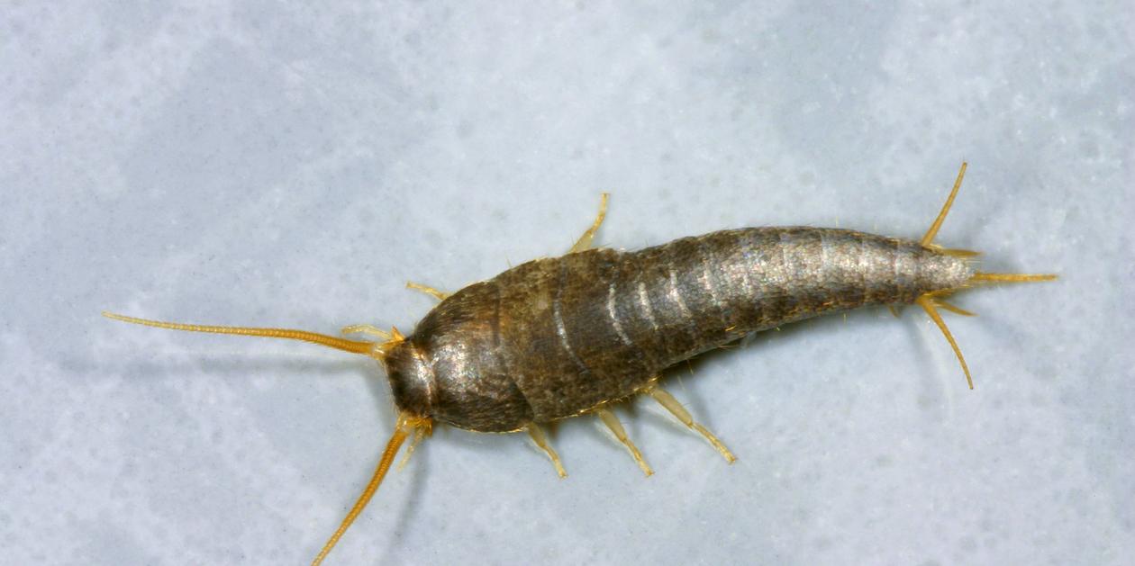 Silberfische im Haus: Ursachen & Bekämpfung | Nordbayern
