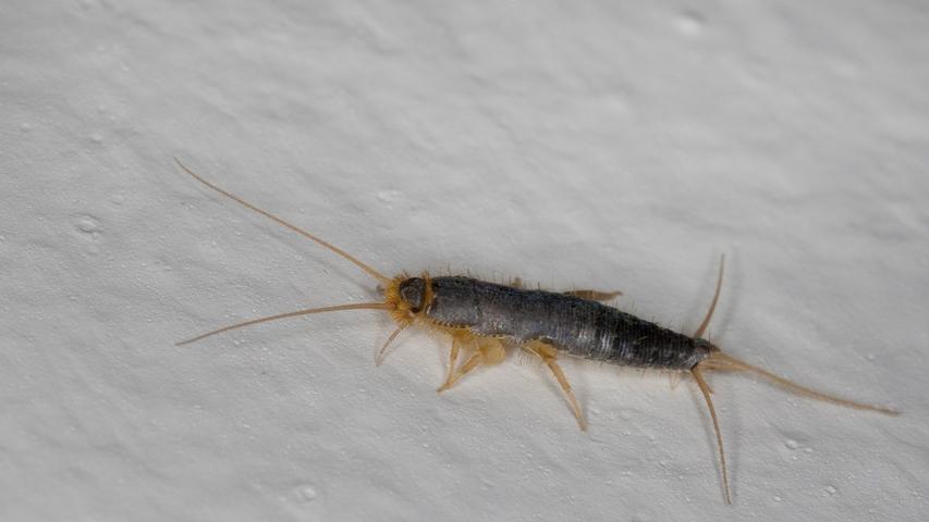 Silberfische in der Wohnung? So wird man sie wieder los