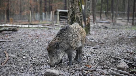 Fünf ausgebüxte Wildschweine: Die Suche in Fürth blieb auch am Nachmittag ohne Erfolg