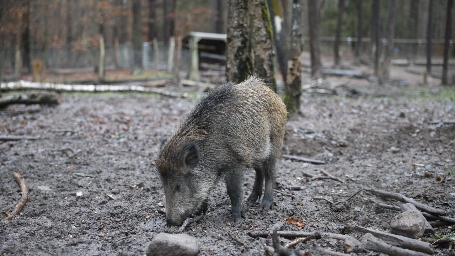 Aus einem Wildschwein-Gehege im Fürther Stadtwald sind am Donnerstagnachmittag (22.12.2022) sechs der insgesamt acht Wildschweine entkommen.