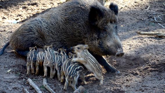 Ausgebüxte Wildschweine: Fürth hat Erfahrung mit den tierischen Ausbrechern