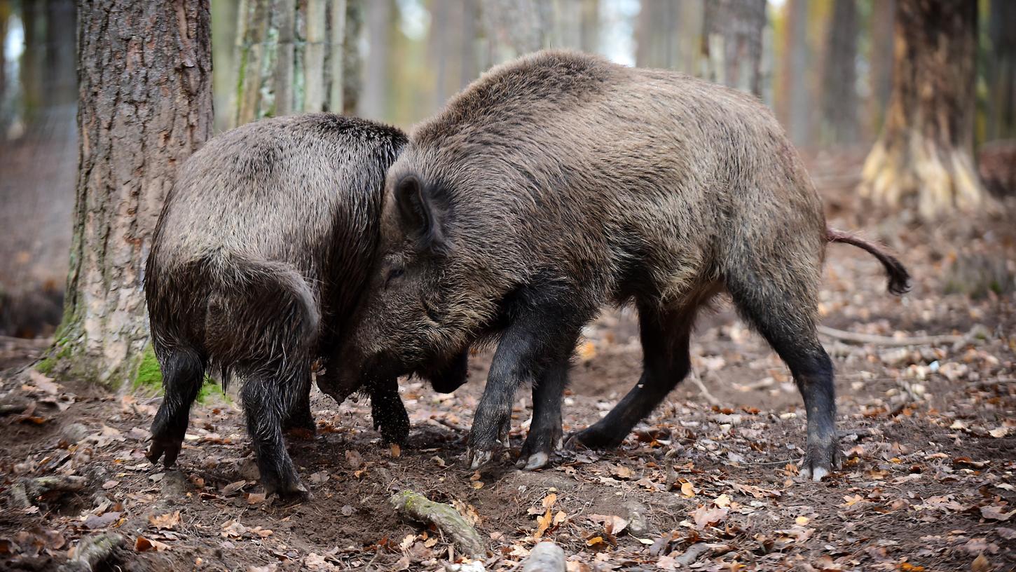 Hallo, bin wieder da! Möglicherweise hatten die Ausreißer Sehnsucht nach den Artgenossen ihrer Rotte – und nach der guten Verpflegung im Gehege. Hallo, bin wieder da! Möglicherweise hatten die Ausreißer Sehnsucht nach den Artgenossen ihrer Rotte – und nach der guten Verpflegung im Gehege.