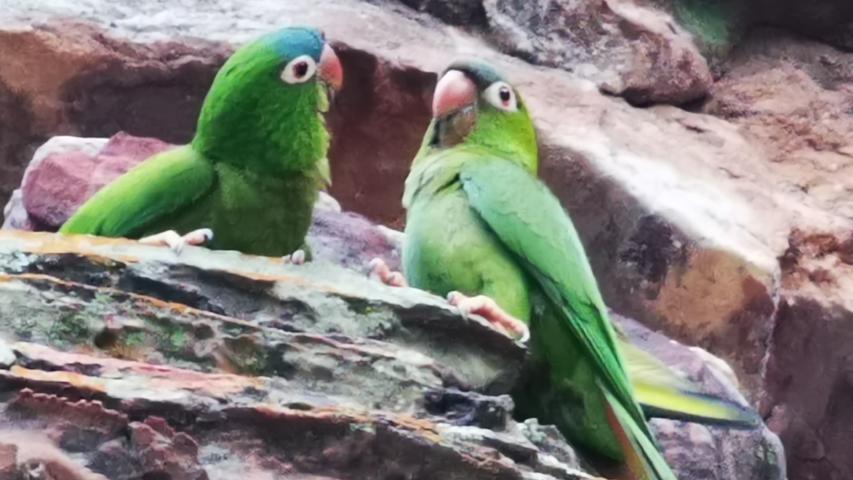 Papageien begutachten sich am Sonnenfelsen Pedra Furada gegenseitig.