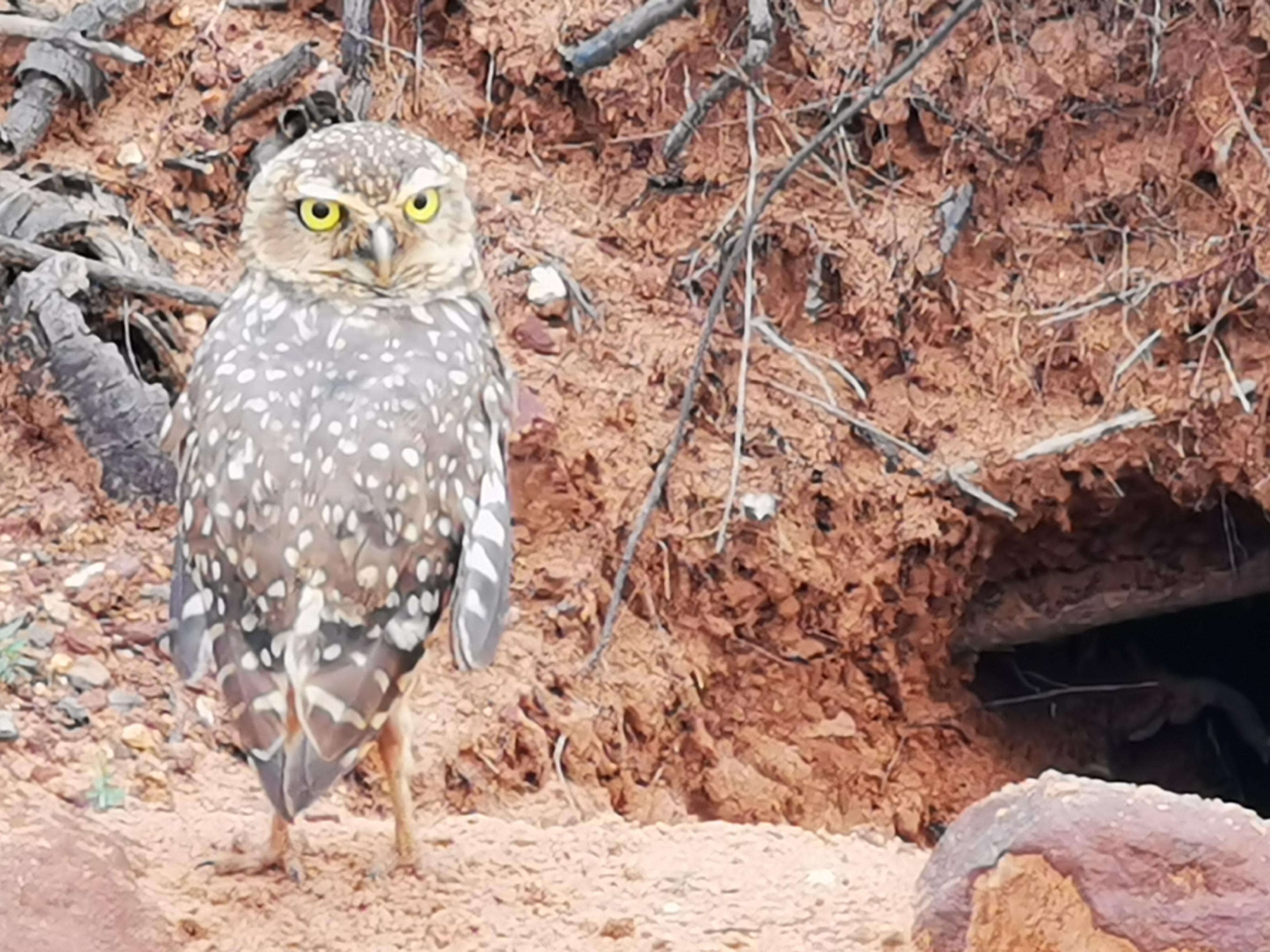 Eule am Straßenrand der Sandpiste vor ihrem Bau. Die spannende Reisereportage zu dieser Bildergalerie lesen Sie in unserem Premium-Portal NN.