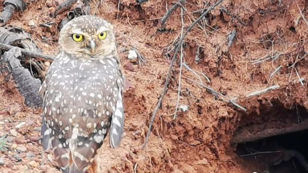 Eule am Straßenrand der Sandpiste vor ihrem Bau. Die spannende Reisereportage zu dieser Bildergalerie lesen Sie in unserem Premium-Portal NN.