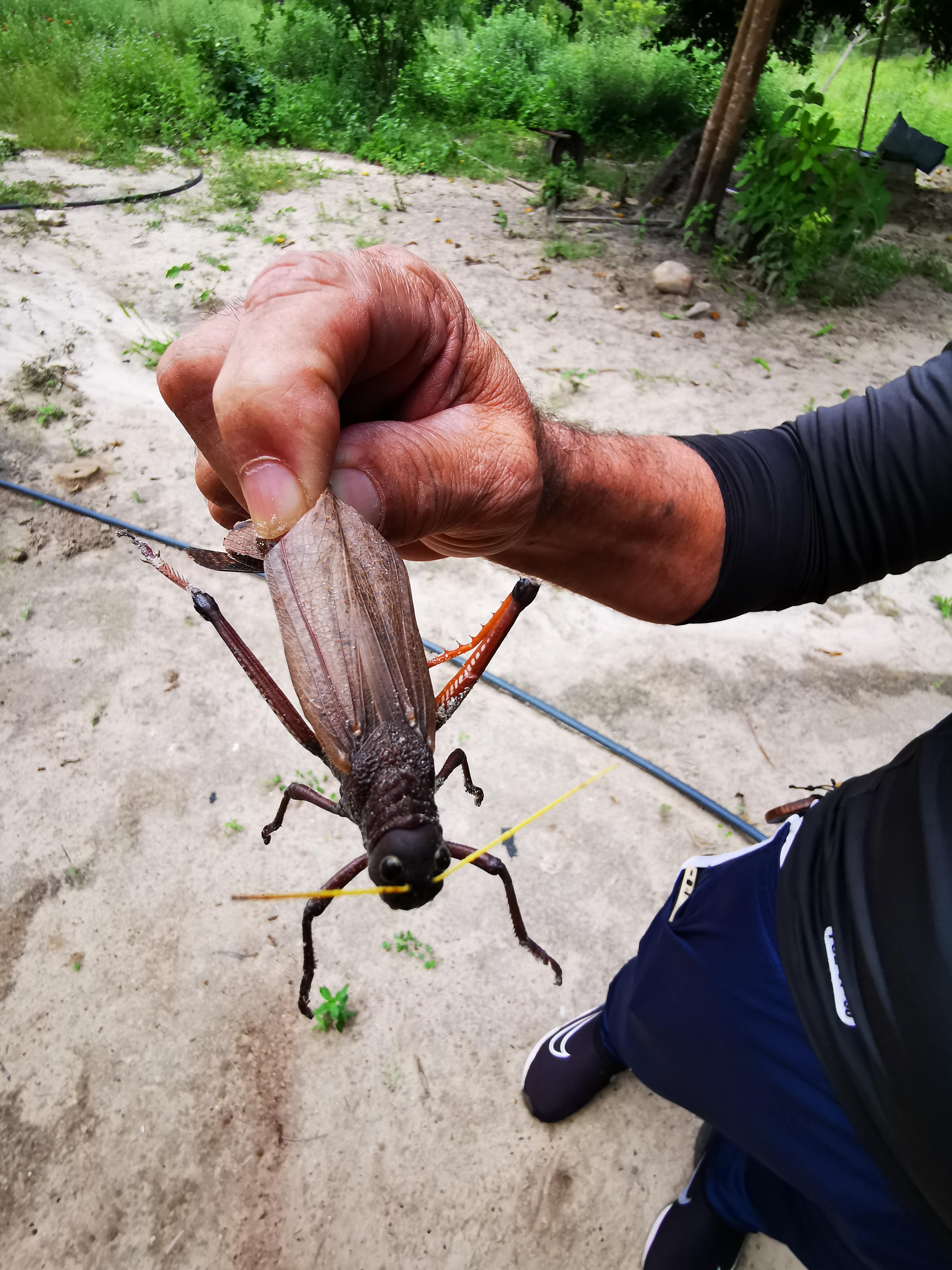 Heuschrecke in der Region Jalapao. Die spannende Reisereportage zu dieser Bildergalerie lesen Sie in unserem Premium-Portal NN.