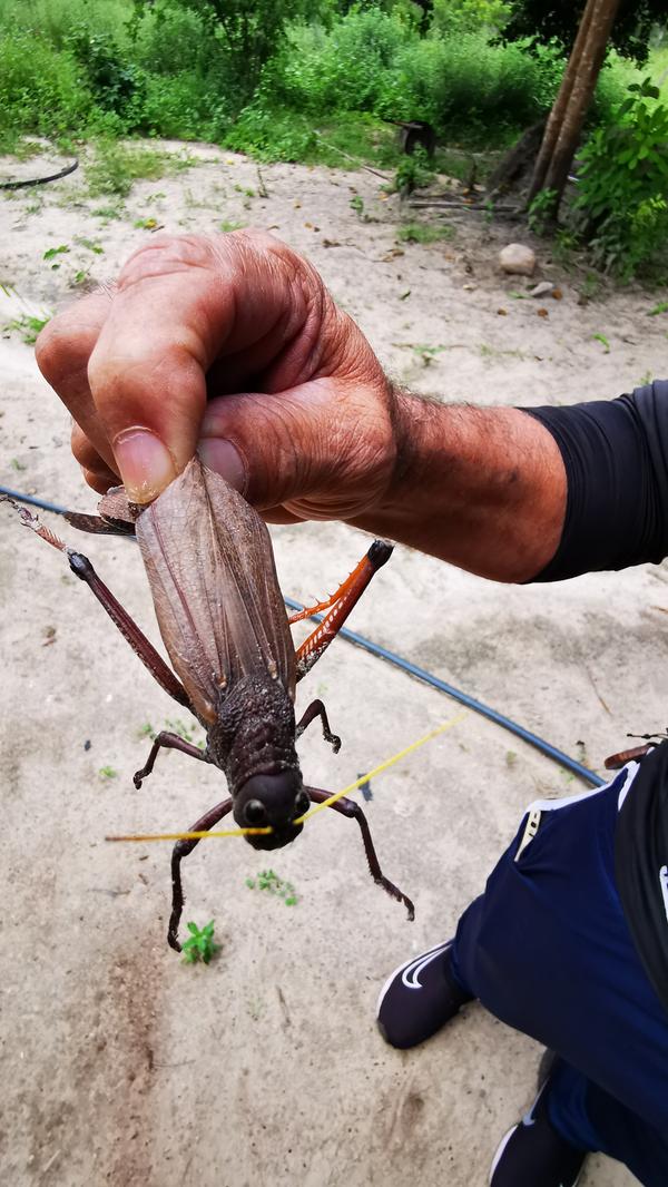 Heuschrecke in der Region Jalapao. Die spannende Reisereportage zu dieser Bildergalerie lesen Sie in unserem Premium-Portal NN.