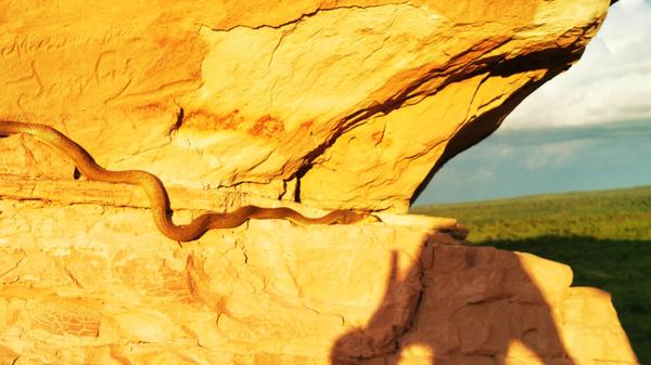 Eine Baumschlange frisst am Sonnenfelsen Pedra Furada eine Maus auf, während sich ihr Körper im Abendlicht wärmt.
