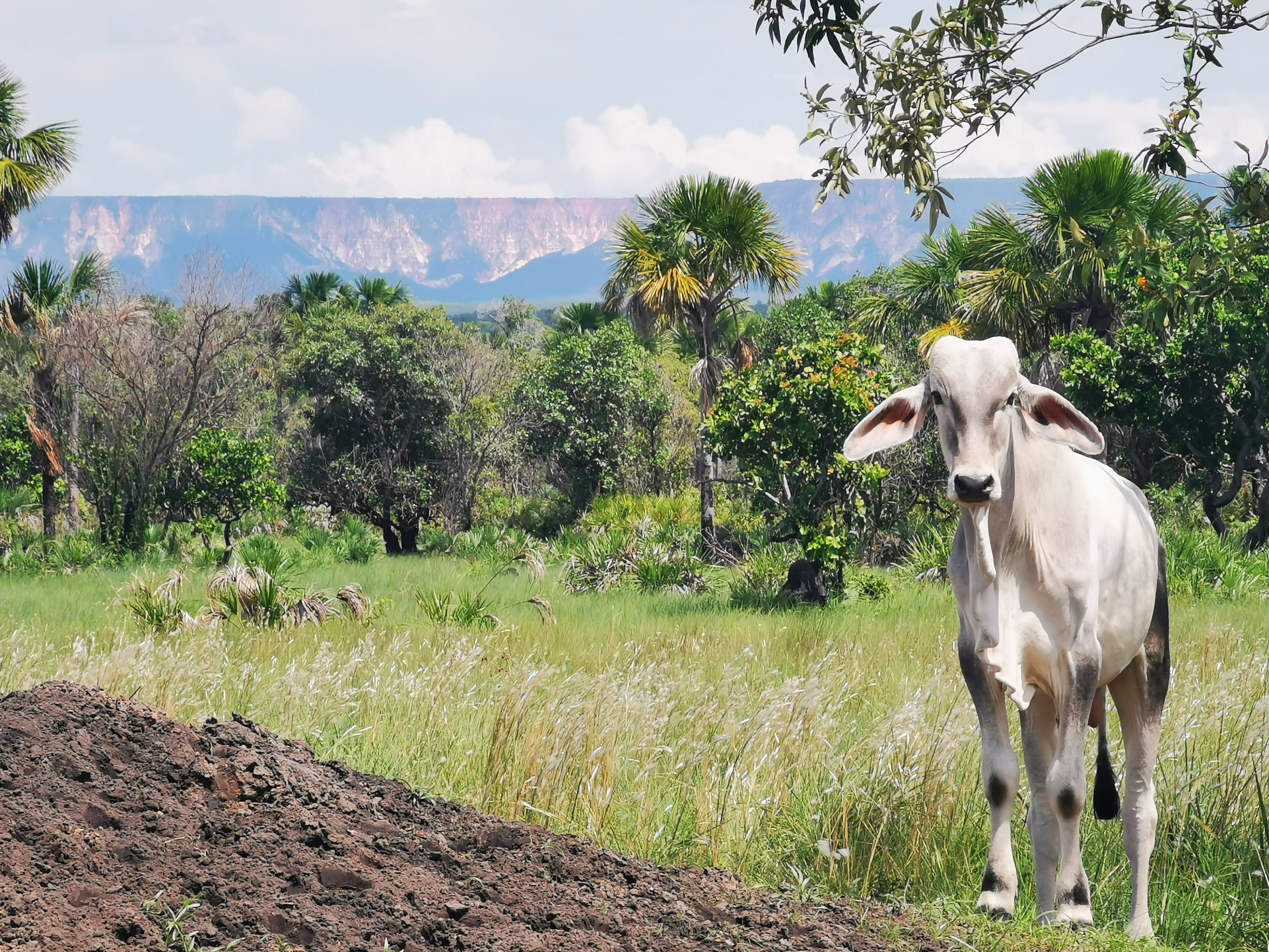 Für Zentralbrasilien typisch sind die weißen Kühe, für die die Savanne ein riesiger Futternapf ist.
