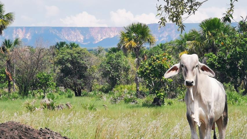 Für Zentralbrasilien typisch sind die weißen Kühe, für die die Savanne ein riesiger Futternapf ist.
