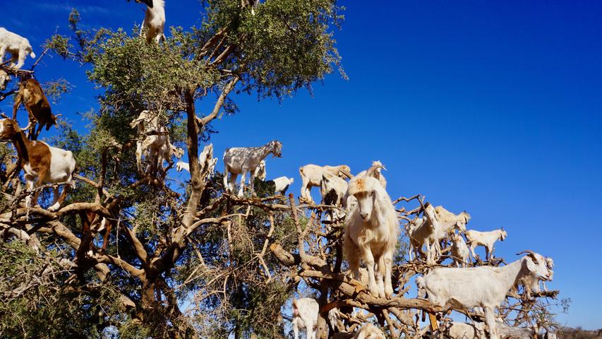 Wer dem Trubel in Marrakesch entfliehen will, kann sich auf einen Tagesausflug in die Küstenstadt Essaouira begeben. Auf der Fahrt dorthin, kommt man auch in die Region, in der die für ihr kostbares Öl bekannten Arganbäume wachsen. Die Bäume werden häufig von Ziegen bevölkert. Diese sind wichtig, um den weiteren Baumbestand zu sichern. Die Tiere essen gerne die Früchte des Arganbaumes und spucken oder scheiden den Kern wieder aus. Durch dieses Zusammenspiel werden die Kerne meist erst als Saat "brauchbar".
