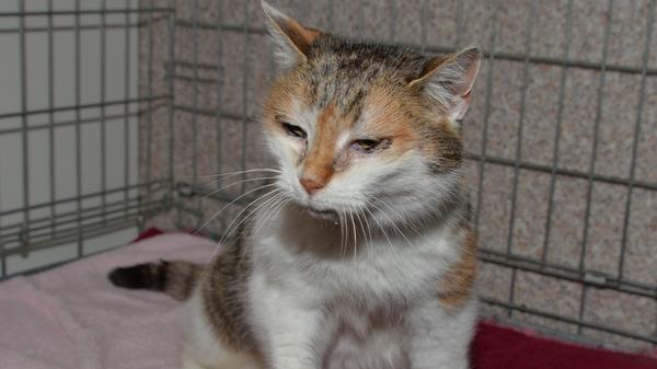 Auch die dreifarbige Katzendame kam als Fundtier ins Neumarkter Tierheim. Die etwa zehnJahre alte Kätzin, die leider keinerlei Kennzeichnung trägt, also keine Tätowierung und keinen Chip, lief in Seubersdorf-Schnufenhofen in der Marktstraße zu. Dort saß sie immer wieder längere Zeit vor einer Haustür und hatte nicht mehr die Absicht, sich auf die Pfötchen in Richtung ihres eigentlichen Zuhauses zu machen, so dass nichts anderes übrigblieb, als die Katze ins Tierheim zu bringen. Wo fehlt diese Katze? Die Besitzerfamilie wird gebeten, ihre Ausreißerin wieder aus dem Tierheim Neumarkt abzuholen. Das Tierheim Neumarkt ist trotz der erfolgten Lockerungen noch immer bis auf Weiteres für Besucher, Gassigeher und Katzenstreichler geschlossen. Besuche und Tiervermittlungen können nur nach vorheriger telefonischer Terminvereinbarung stattfinden. Das Büro ist täglich (außer an Sonn- und Feiertagen) von 14.30 bis 17 Uhr unter der Telefonnummer (0 91 81) 2 28 62 erreichbar. In Notfällen und im Falle von Fundtieren ist das Tierheim ebenfalls unter dieser Telefonnummer erreichbar. Hier geht es zur Internet-Seite des Tierheims