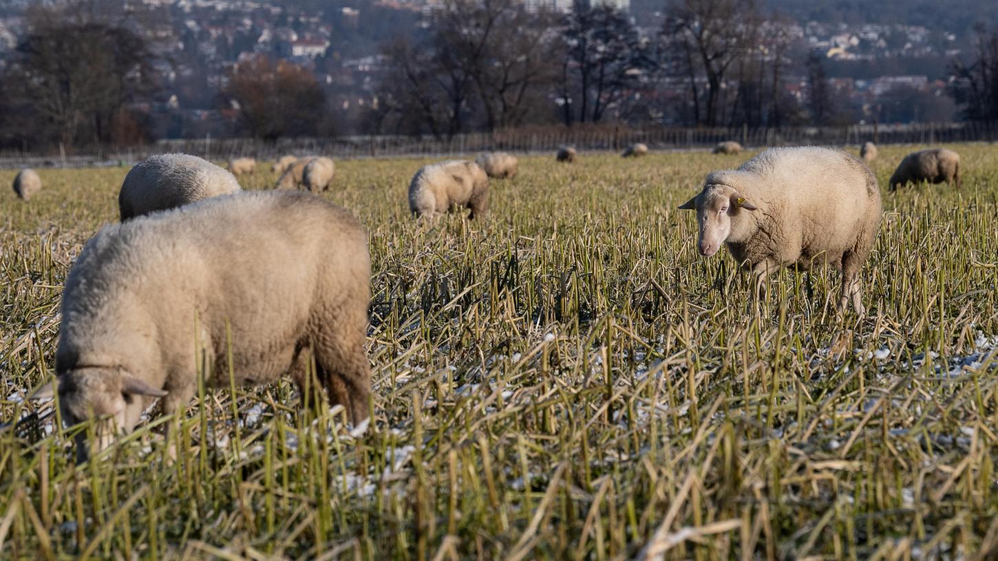 Schafe (Symbolbild) grasten auf einer fremden Wiese - dem Besitzer drohen nun Konsequenzen. 