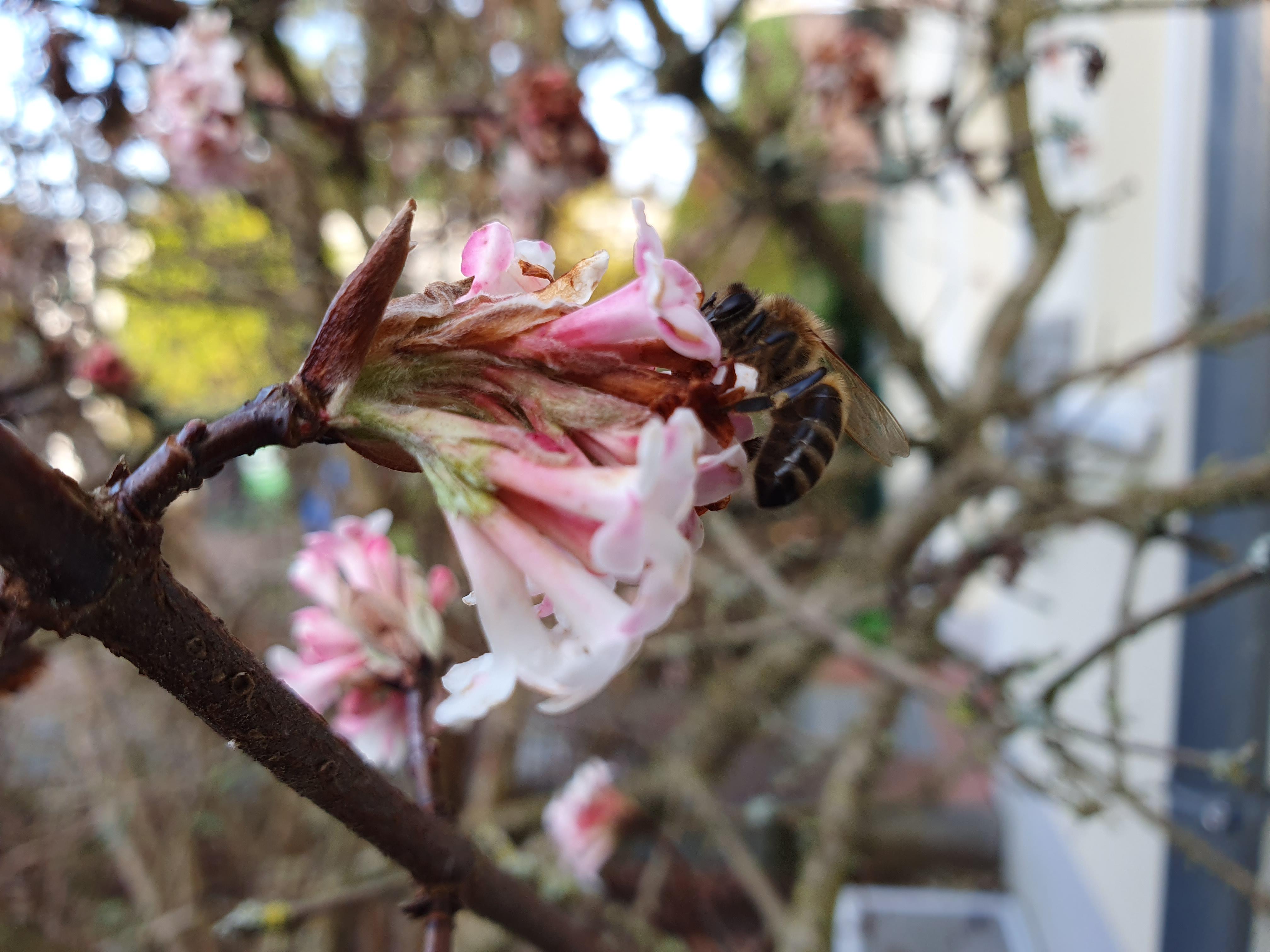 Auch die Bienen hatten ihre Freude an der milden Witterung - hier auf den Blüten eines Winterschneeballs.