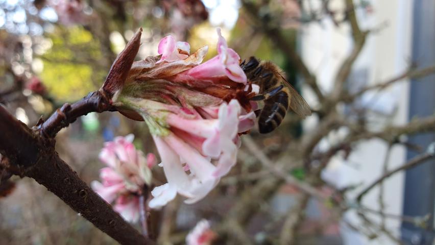 Auch die Bienen hatten ihre Freude an der milden Witterung - hier auf den Blüten eines Winterschneeballs.