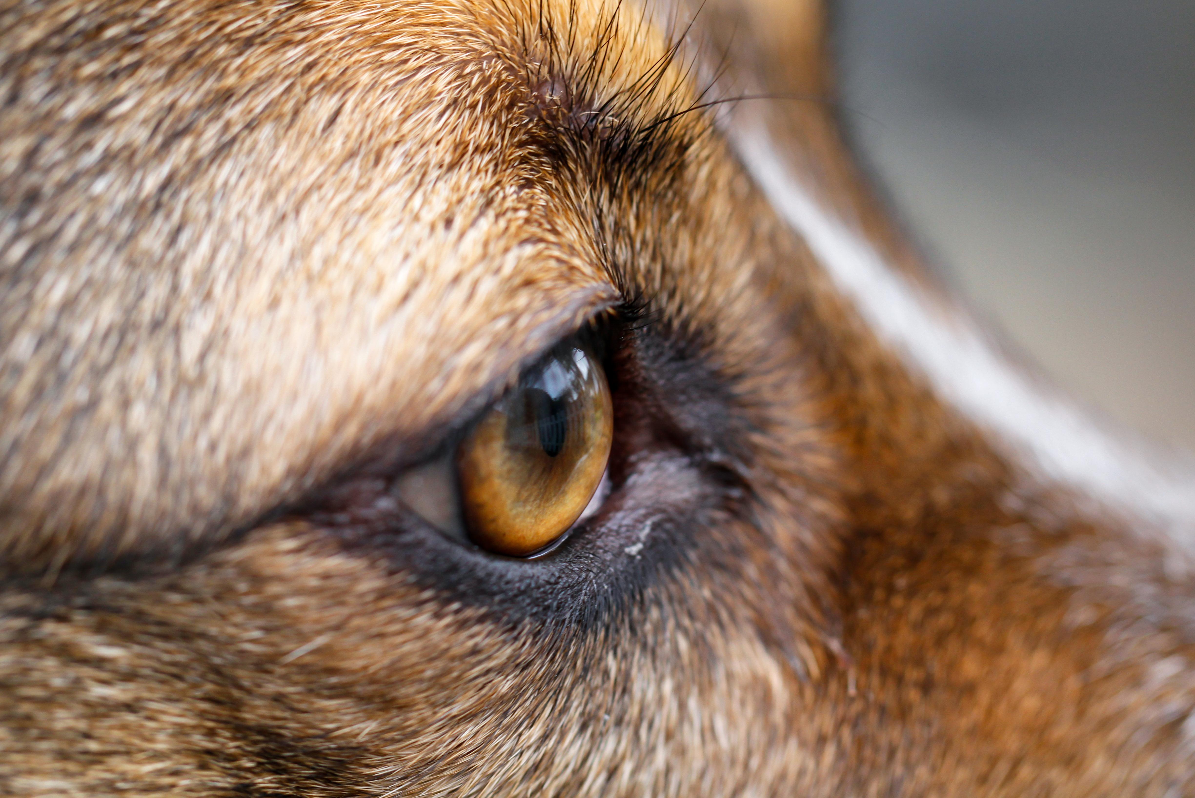 KINA - Wer guckt am Schnellsten?