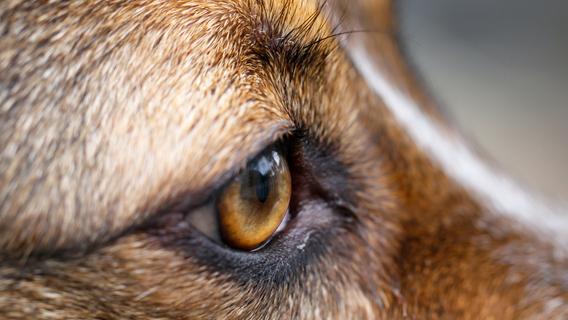 Alles andere als "kuschelig": Hund biss Polizeibeamten in den Arm - Tierbesitzer soll sich melden