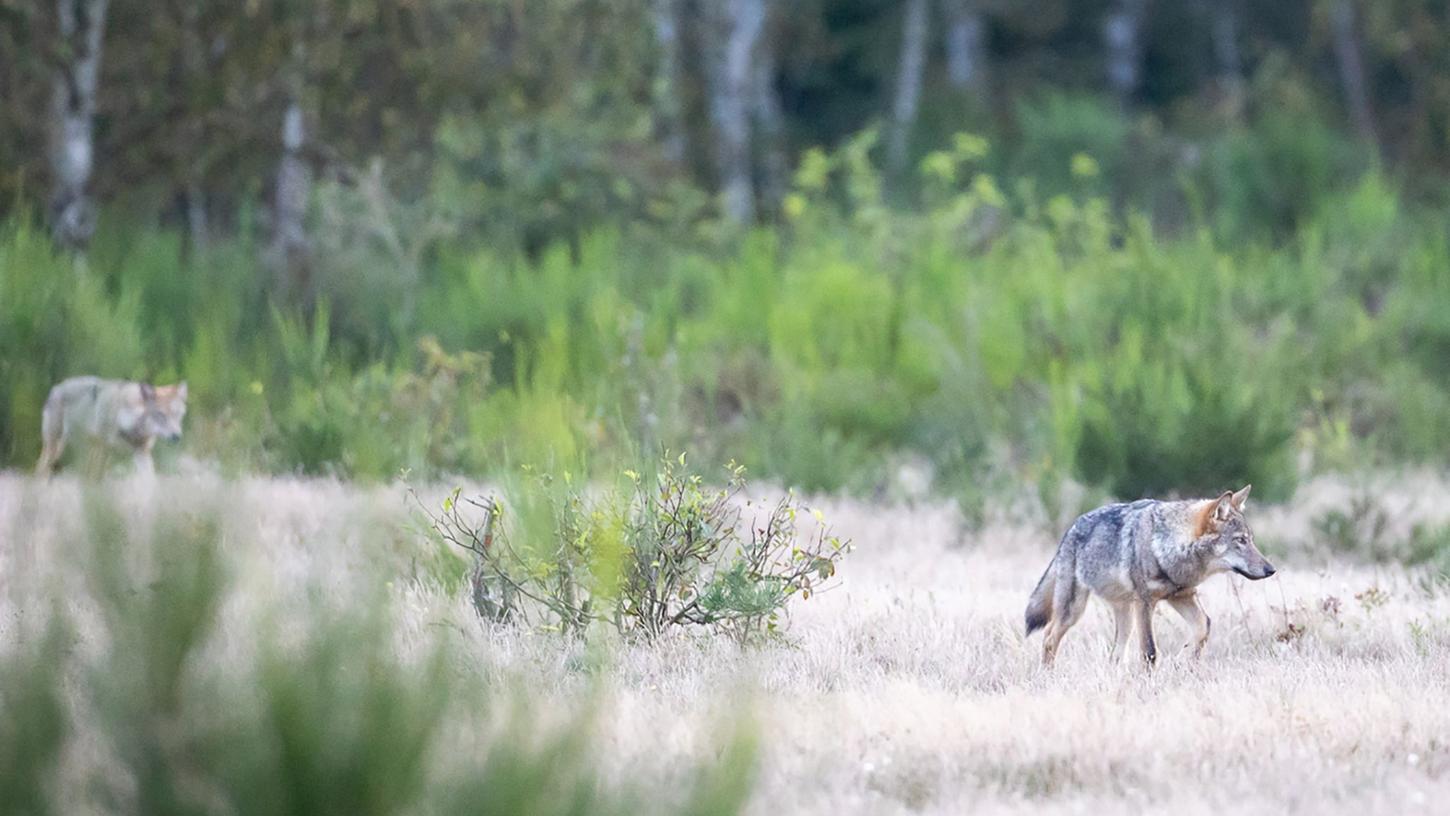 In Schweden hat die größte Wolfsjagd seit Wiedereinführung der Lizenzjagd 2010 begonnen. In Schweden hat die größte Wolfsjagd seit Wiedereinführung der Lizenzjagd 2010 begonnen.