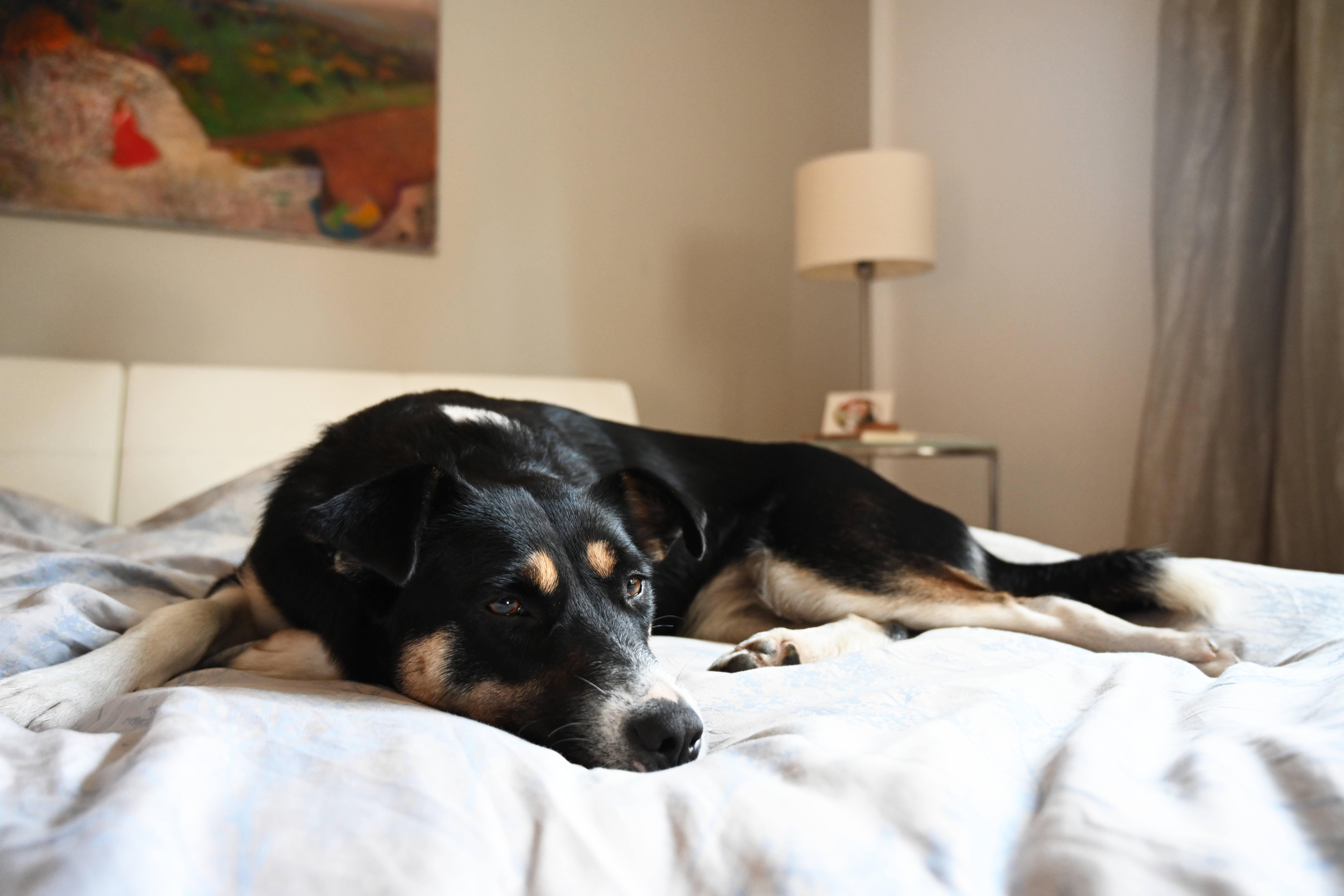 Wenn der Hund im Bett schläft Das sollten Sie beachten