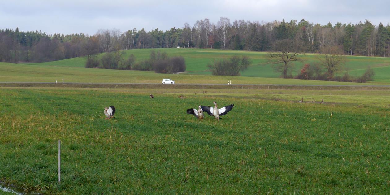 Tier Raufen Gans viel Geschnatter und Geflatter: Nilganter raufen bei Holzheim um ...