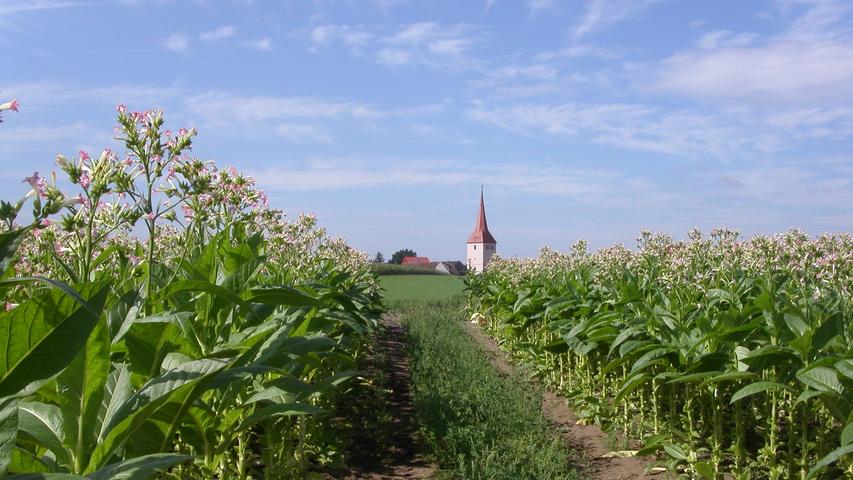 In Schwand wurde Tabak bis 2006 angebaut. Wann der Tabakanbau in Leerstetten begann, ist nicht bekannt, er endete 2009.