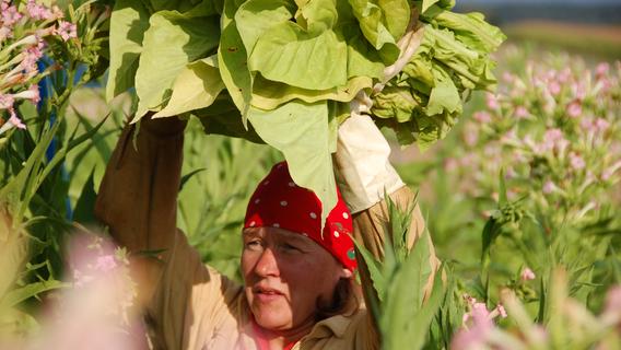 Von der Pest bis zur Shisha: So bewahrt das Infozentrum "Tabakanbau in Franken" ein altes Kulturgut