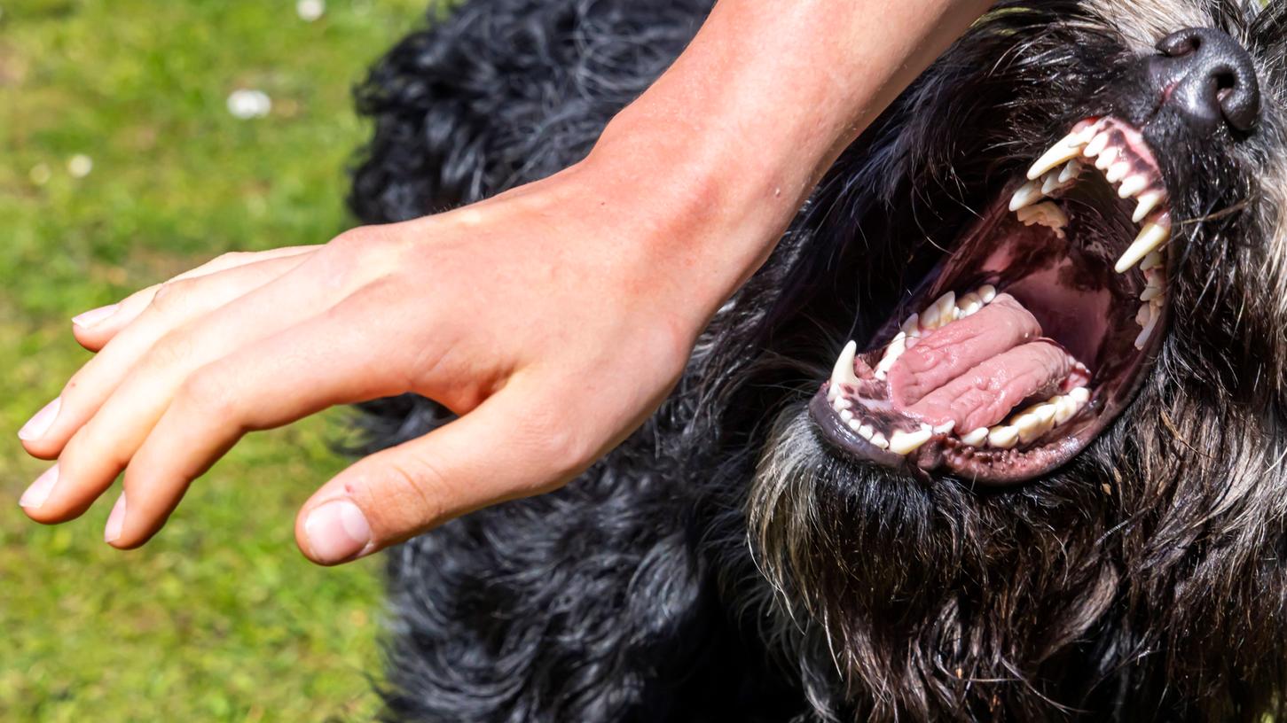 Ein Hund ging plötzlich auf eine 41-Jährige los und biss sie. (Symbolbild)