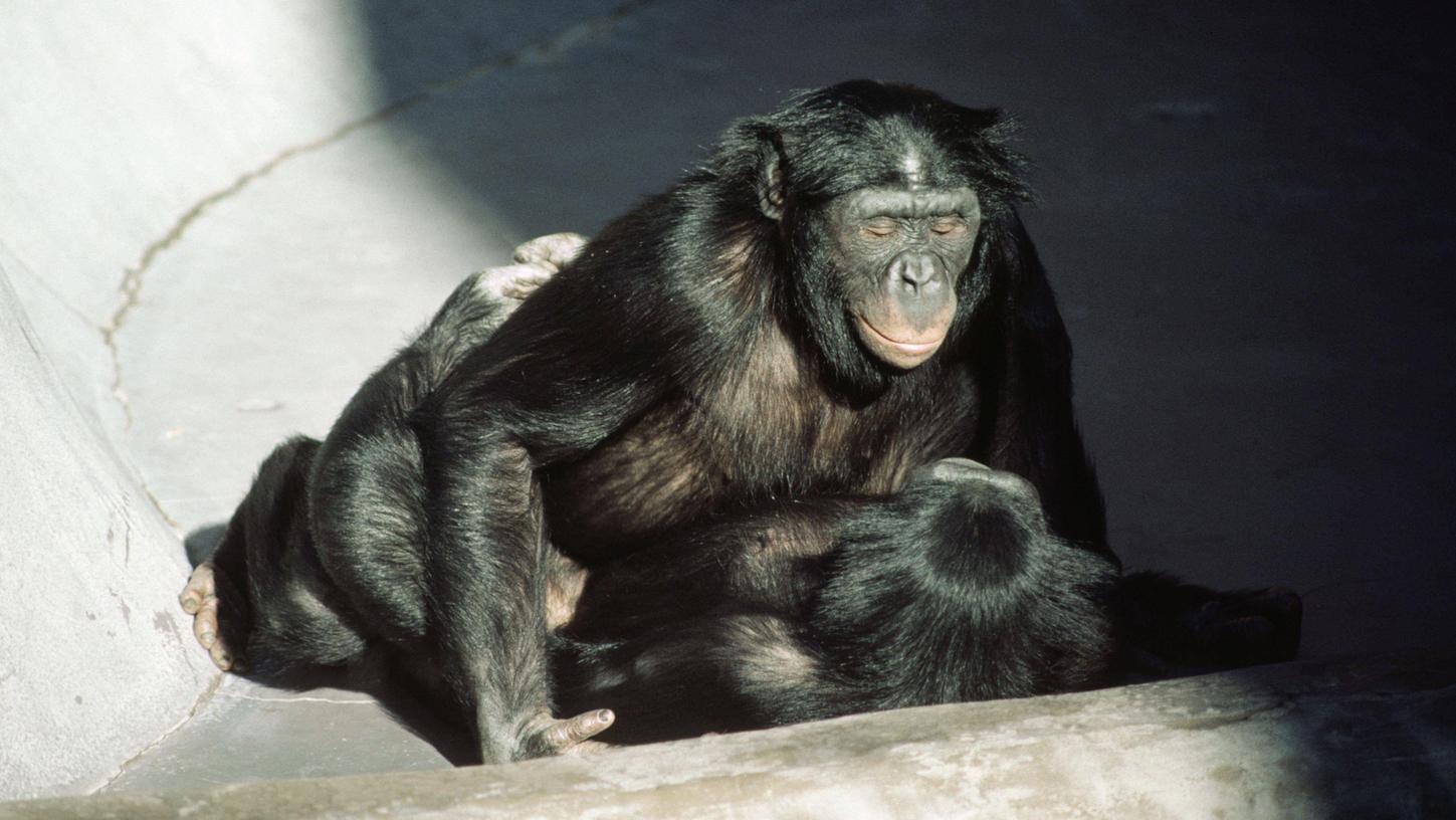 Bei den Bonobos dient Sex auch zum Stressabbau.
