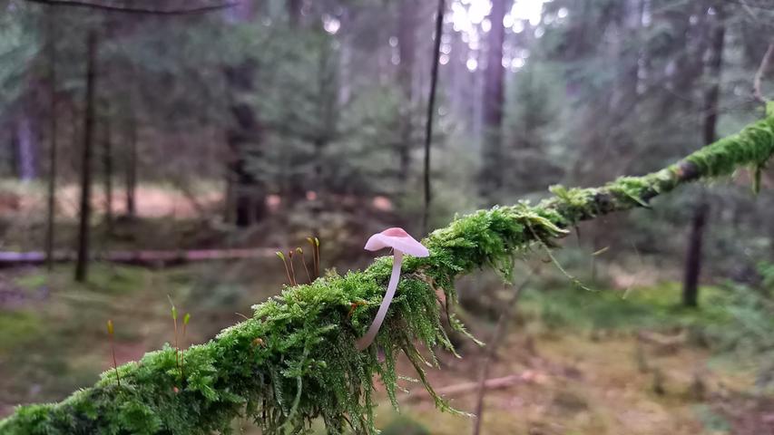 Wenn man mit offenen Augen durch den Wald läuft, kann man viele kleine Wunder entdecken - wie diesen kleinen Pilz, der hoch hinaus will. Mehr Leserfotos und Leserbriefe finden Sie hier.
