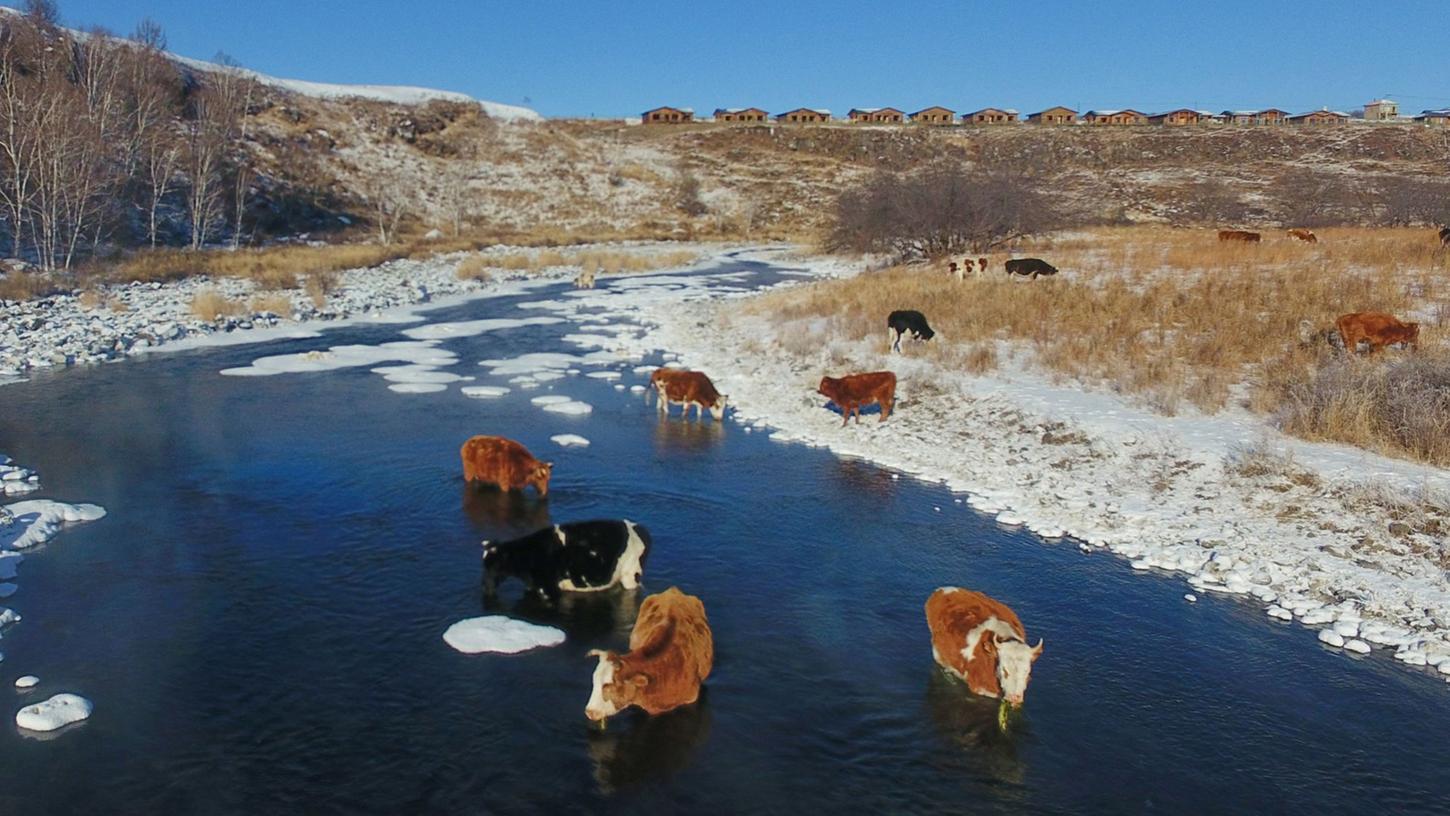 Kühe trinken Wasser aus dem Halha Fluss im Norden von China.