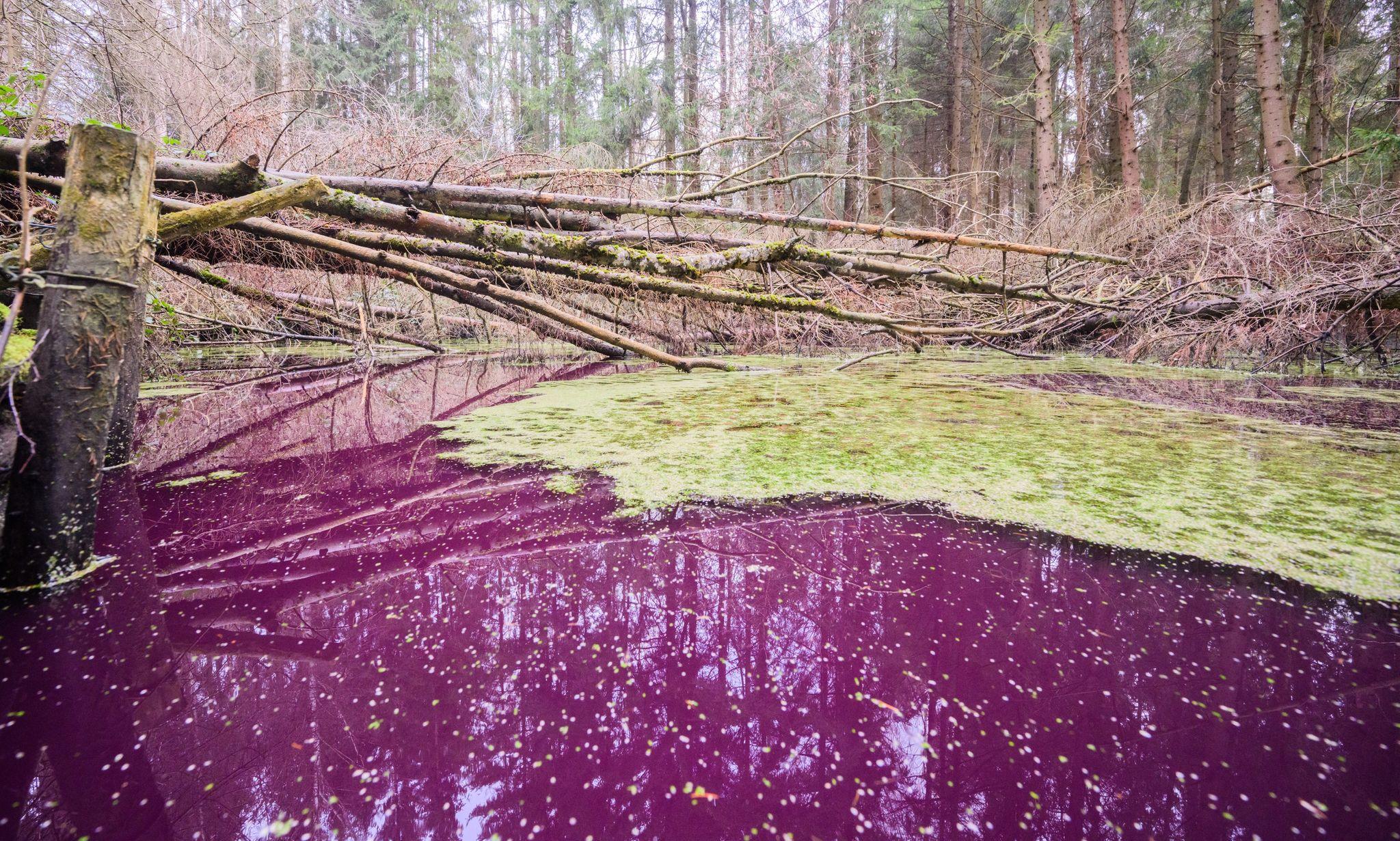 Rätsel um purpurfarbenen Teich im Hildesheimer Wald