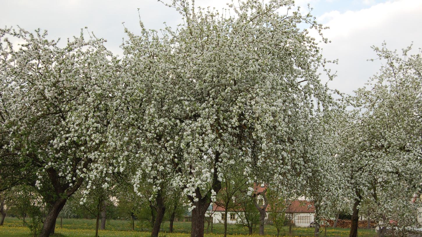 Um die Vielfalt in der Natur zu erhalten, ist nicht allein die Neuanlage von Streuobstwiesen wichtig. Auch vorhandenen Bäume bedürfen einer fachgerechten Pflege. Um die Vielfalt in der Natur zu erhalten, ist nicht allein die Neuanlage von Streuobstwiesen wichtig. Auch vorhandenen Bäume bedürfen einer fachgerechten Pflege.
