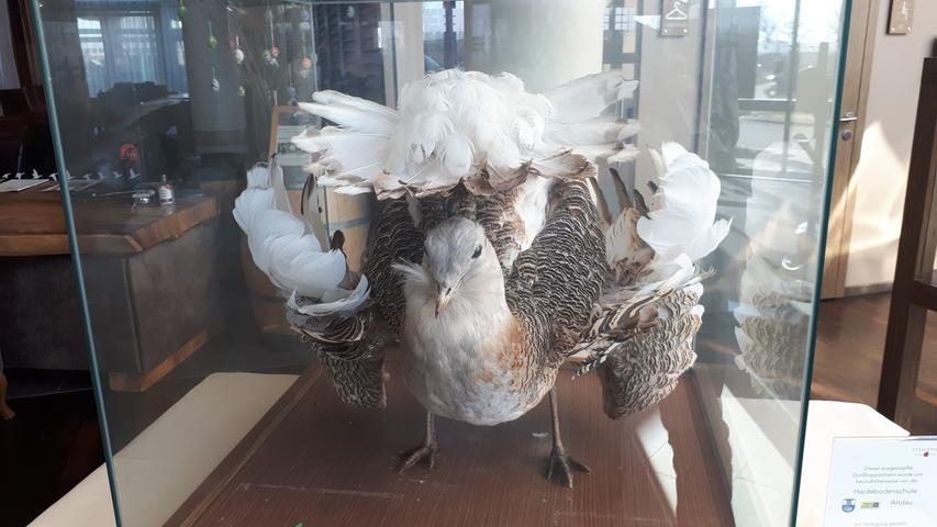 Seltener Vogel: eine Großtrappe, hier ein ausgestopftes Exemplar im Foyer der Martins-Lodge.