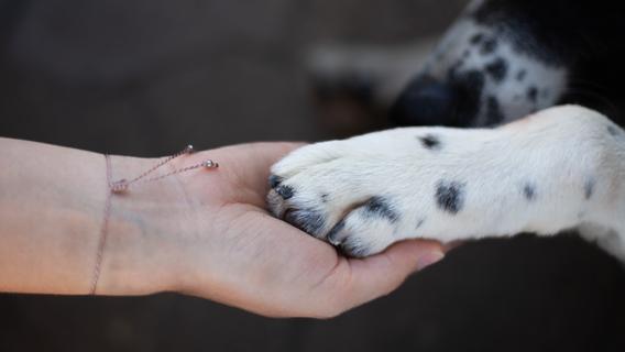 Hunde in Berufen: Die tierischen Helfer des Alltags