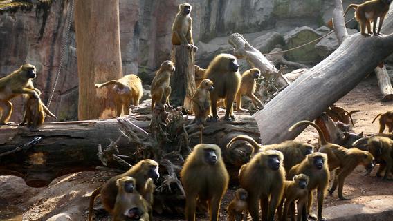 Nürnberger Tiergarten: Darum sind Paviane uns Menschen so ähnlich