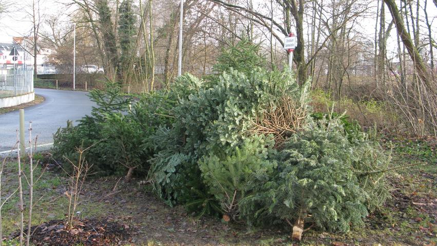 Der Christbaum, der nach Dreikönig gewöhnlich von der Müllabfuhr abgeholt wird, kann auch anders verwertet werden. Tierfreunde stellen ihn in den Garten und hängen Vogelfutter daran.