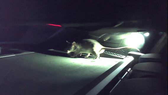Sie biss den Fahrer mehrfach: Riesen-Ratte "Rico" klettert durch Auto und sorgt für Polizeieinsatz