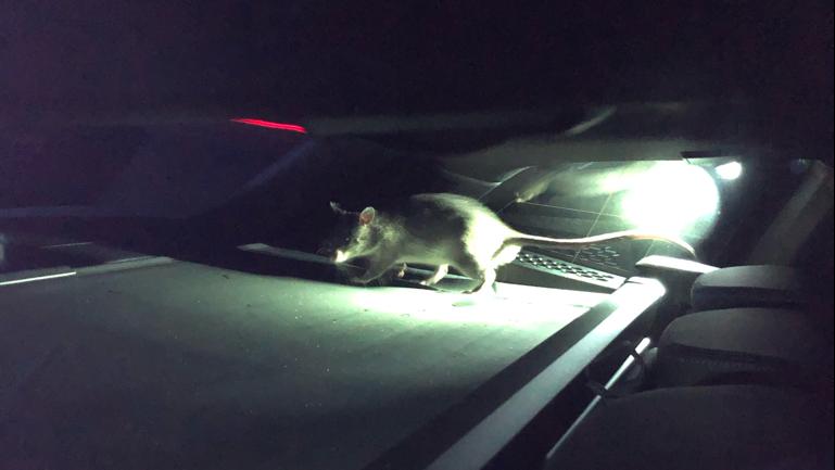 Gambia-Riesenhamsterratte "Rico" im Kofferraum seines 33-jährigen Besitzers. Haustier und Herrchen sorgten für einen Polizeieinsatz. Gambia-Riesenhamsterratte "Rico" im Kofferraum seines 33-jährigen Besitzers. Haustier und Herrchen sorgten für einen Polizeieinsatz.