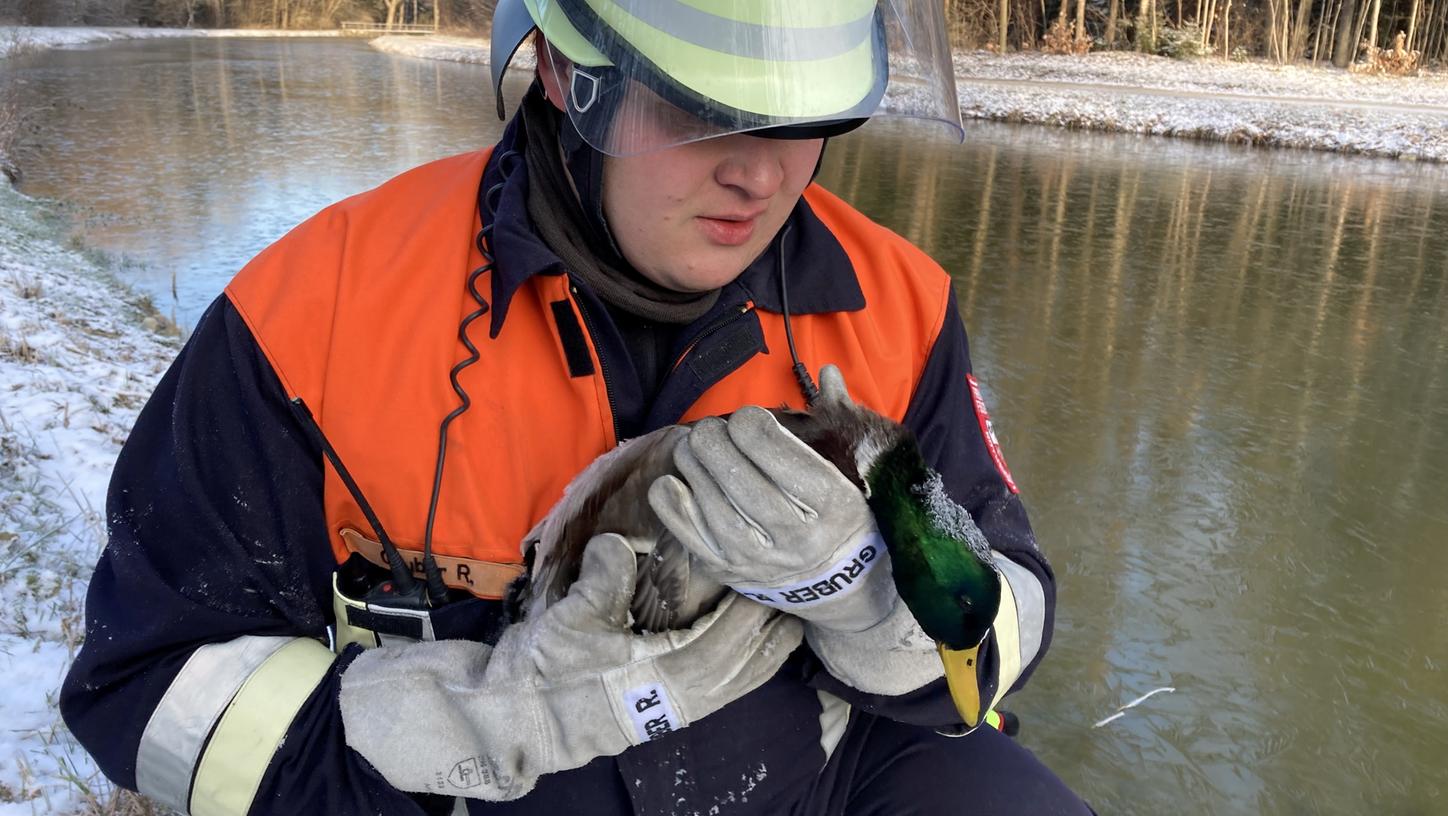 Die Feuerwehr hat eine eingefrorene Ente aus dem Kanal gerettet.
