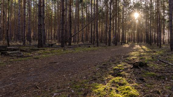 Seniorin bei Waldspaziergang in Nürnberg verirrt: Fremder Mann wird zum Retter