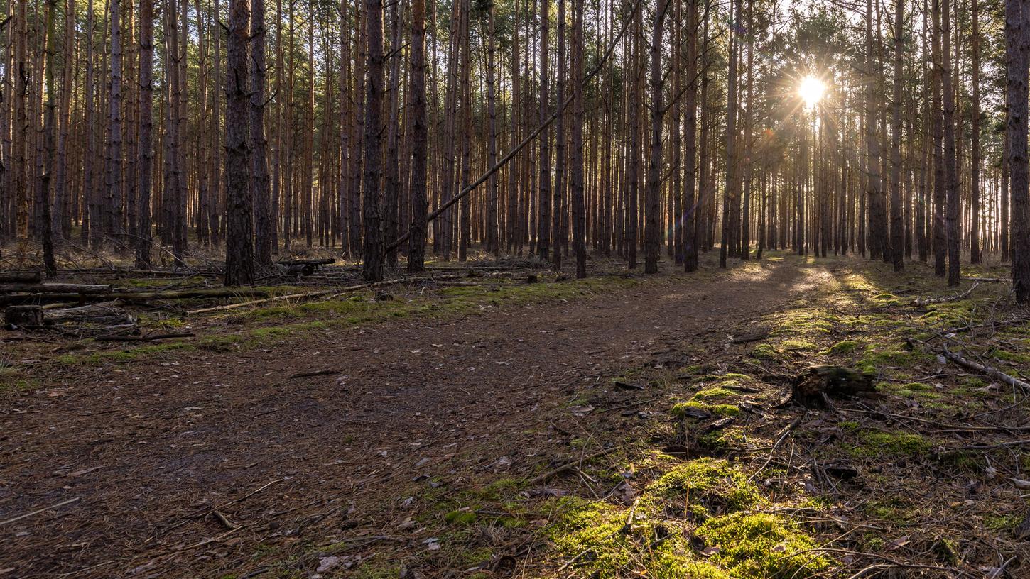 Nachdem eine 74-Jährige vom direkten Weg durch den Wald abgekommen war, half ein Spaziergänger ihr, wieder zu ihrem Auto zu finden. (Symbolbild)