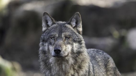 Wolf spaziert durch Berlin - Zahlreiche Anrufe bei der Polizei