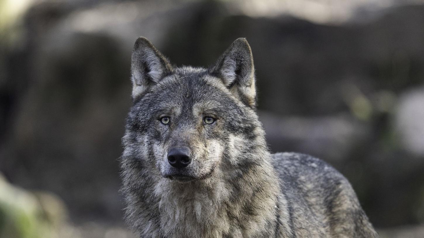 In Berlin-Spandau haben laut Medienberichten mehrere Menschen einen Wolf gesichtet. 